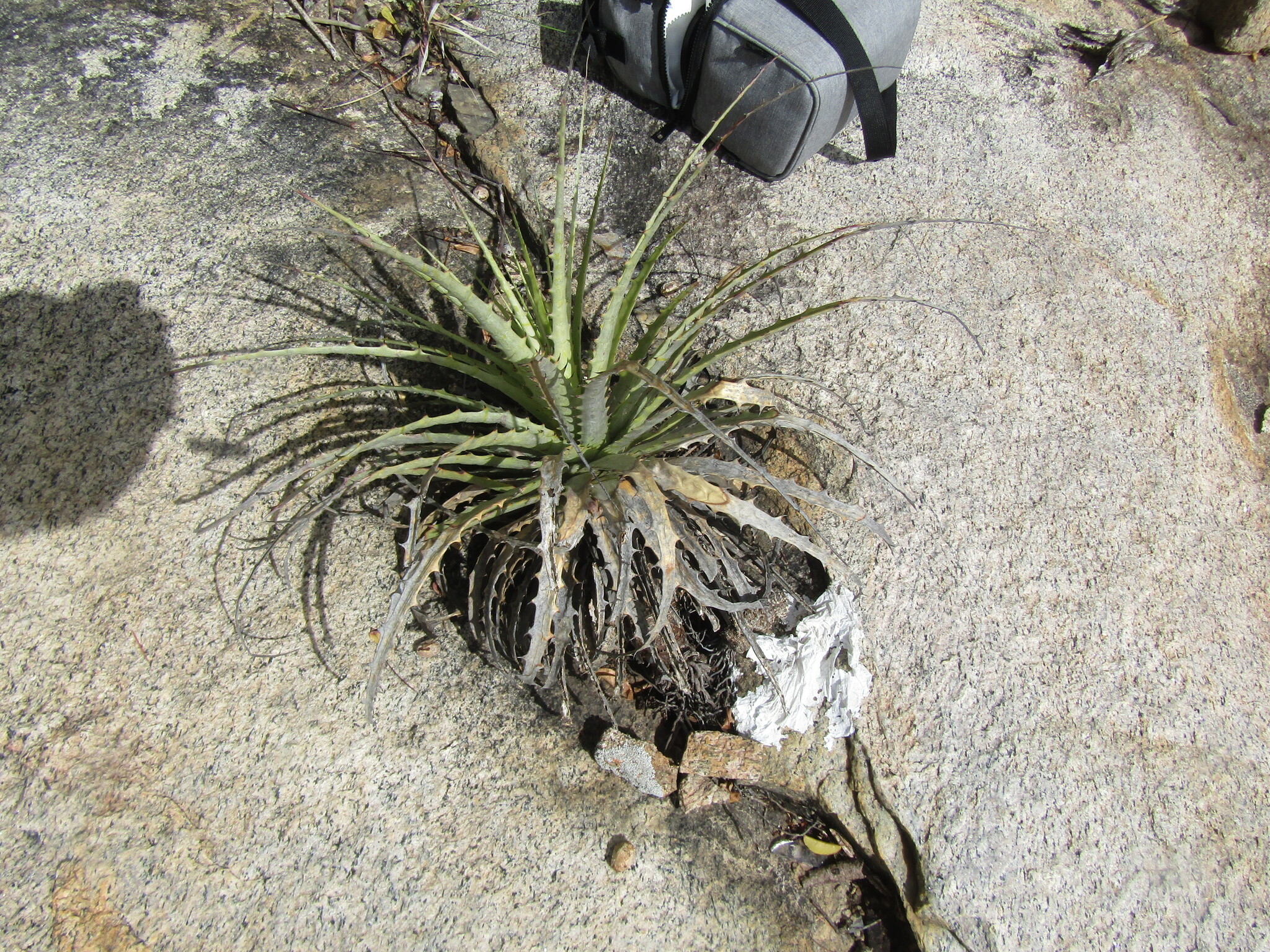 Encholirium spectabile