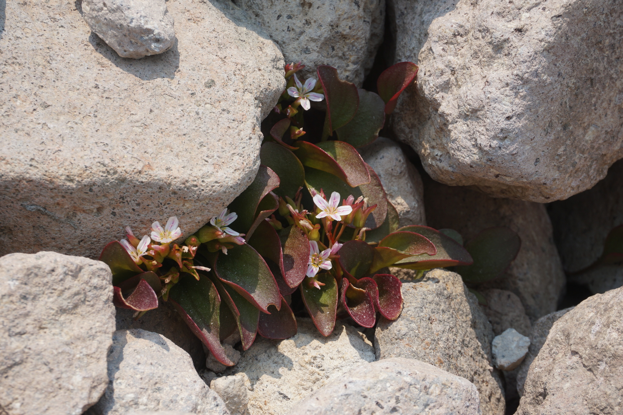 Claytonia nevadensis