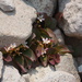 Claytonia nevadensis - Photo (c) Matt Berger, alguns direitos reservados (CC BY), uploaded by Matt Berger