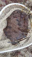 Zeugopterus punctatus