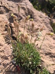 Silene suksdorfii