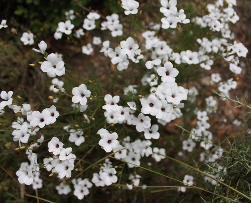 White Flax (Linum suffruticosum)
