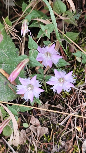 Metagentiana rhodantha observed 2025-01-12