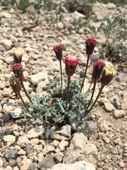 Chaenactis nevadensis