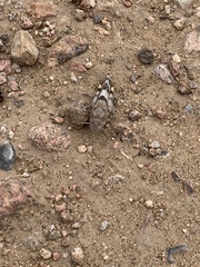 Trimerotropis californica