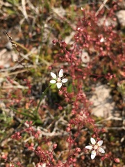 Micranthes bryophora