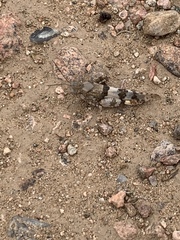 Trimerotropis californica