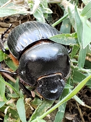 Dichotomius carolinus