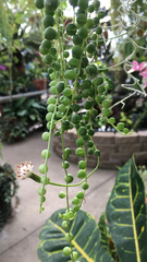 Curio rowleyanus