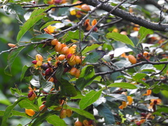 Casearia dolichophylla