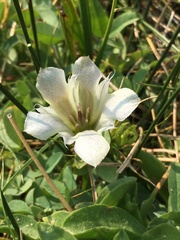 Gentiana newberryi tiogana