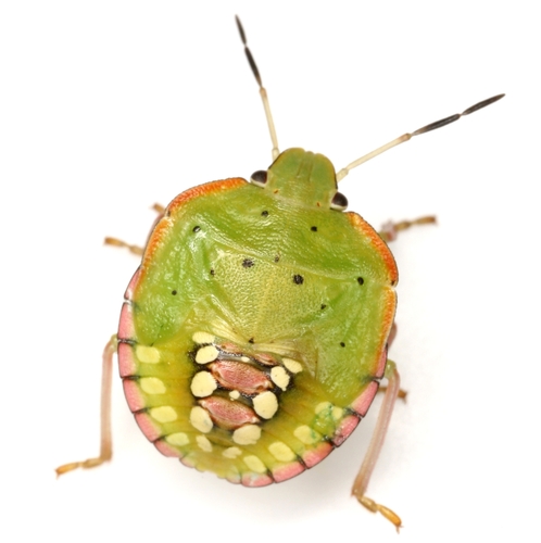 Southern Green Stink Bug