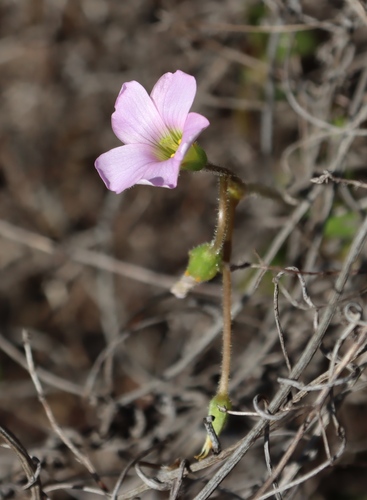 Tooth Sorrel (Oxalis dentata)