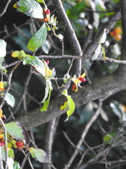Casearia dolichophylla