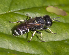 Ectemnius trifasciatus