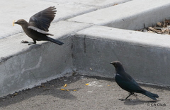Euphagus cyanocephalus