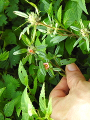 Casearia dolichophylla