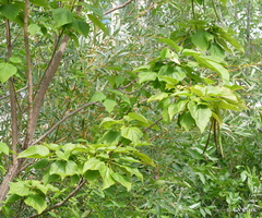 Catalpa speciosa