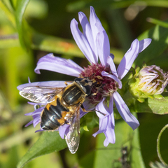 Helophilus lapponicus