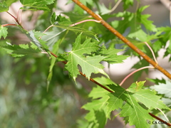 Acer saccharinum