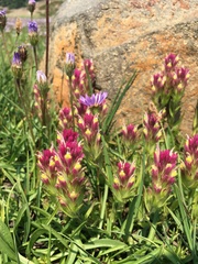 Castilleja lassenensis