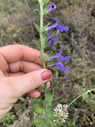 Lobelia puberula image
