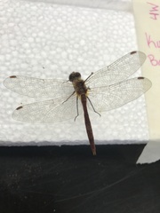 Sympetrum costiferum