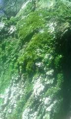 Thuidium peruvianum