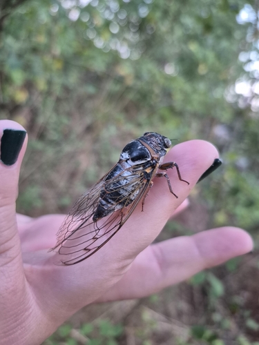 Common Cicada