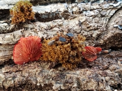 Crepidotus cinnabarinus