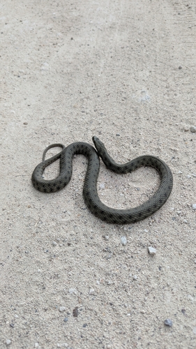 Tessellated Water Snake