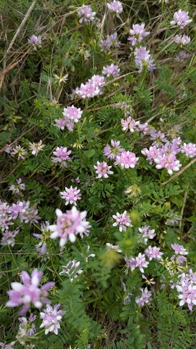 purple crownvetch