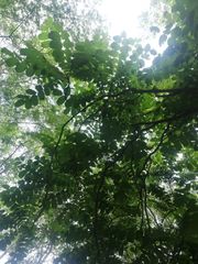 Comocladia macrophylla