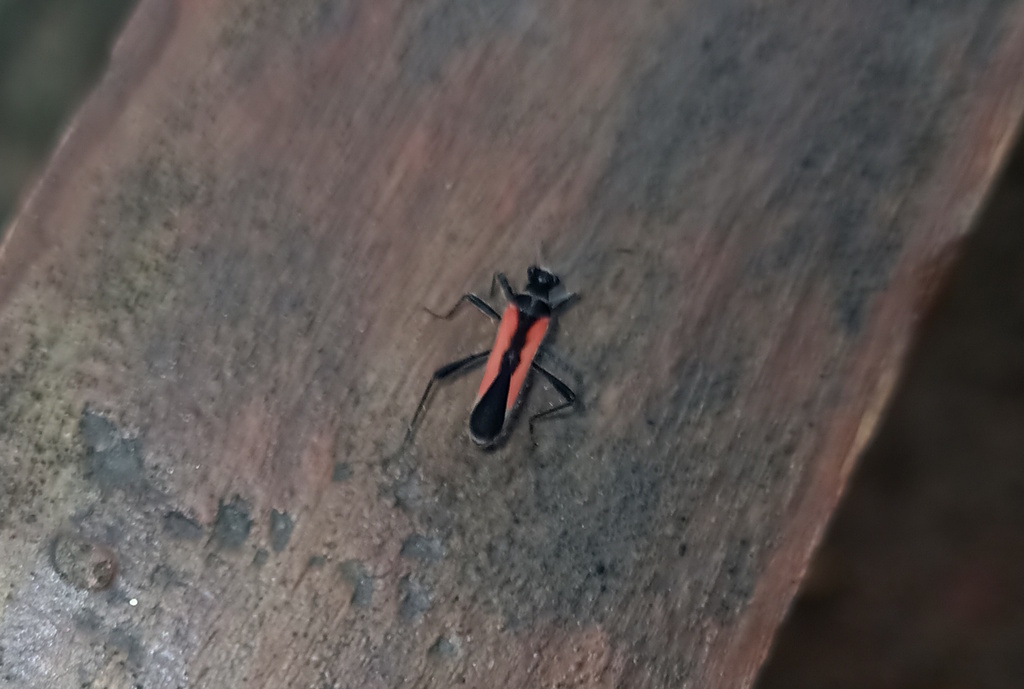 Theraneis vittata