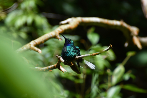 White-tailed Sabrewing (Campylopterus ensipennis)