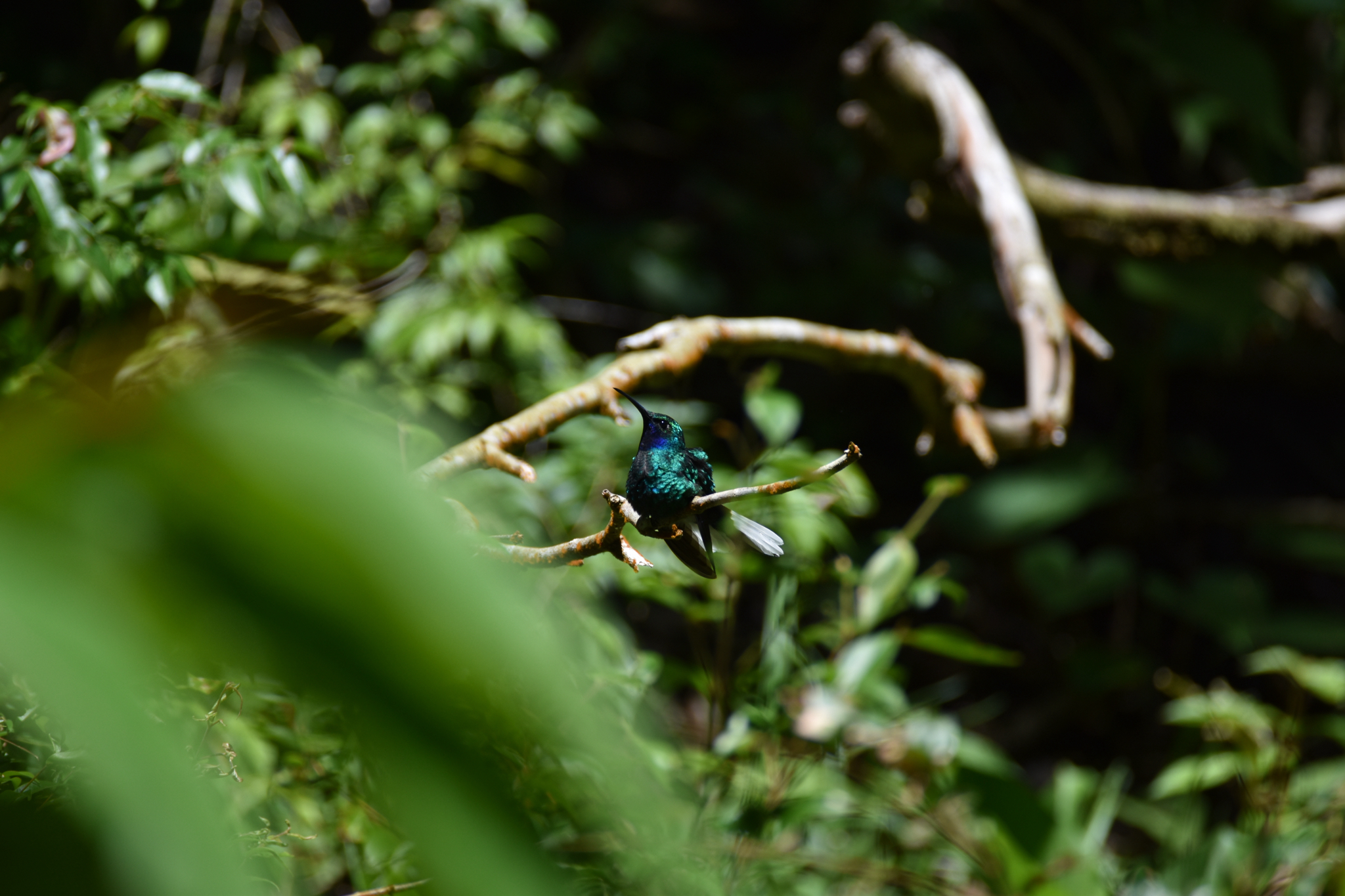 White-tailed Sabrewing (Campylopterus ensipennis), photo 2