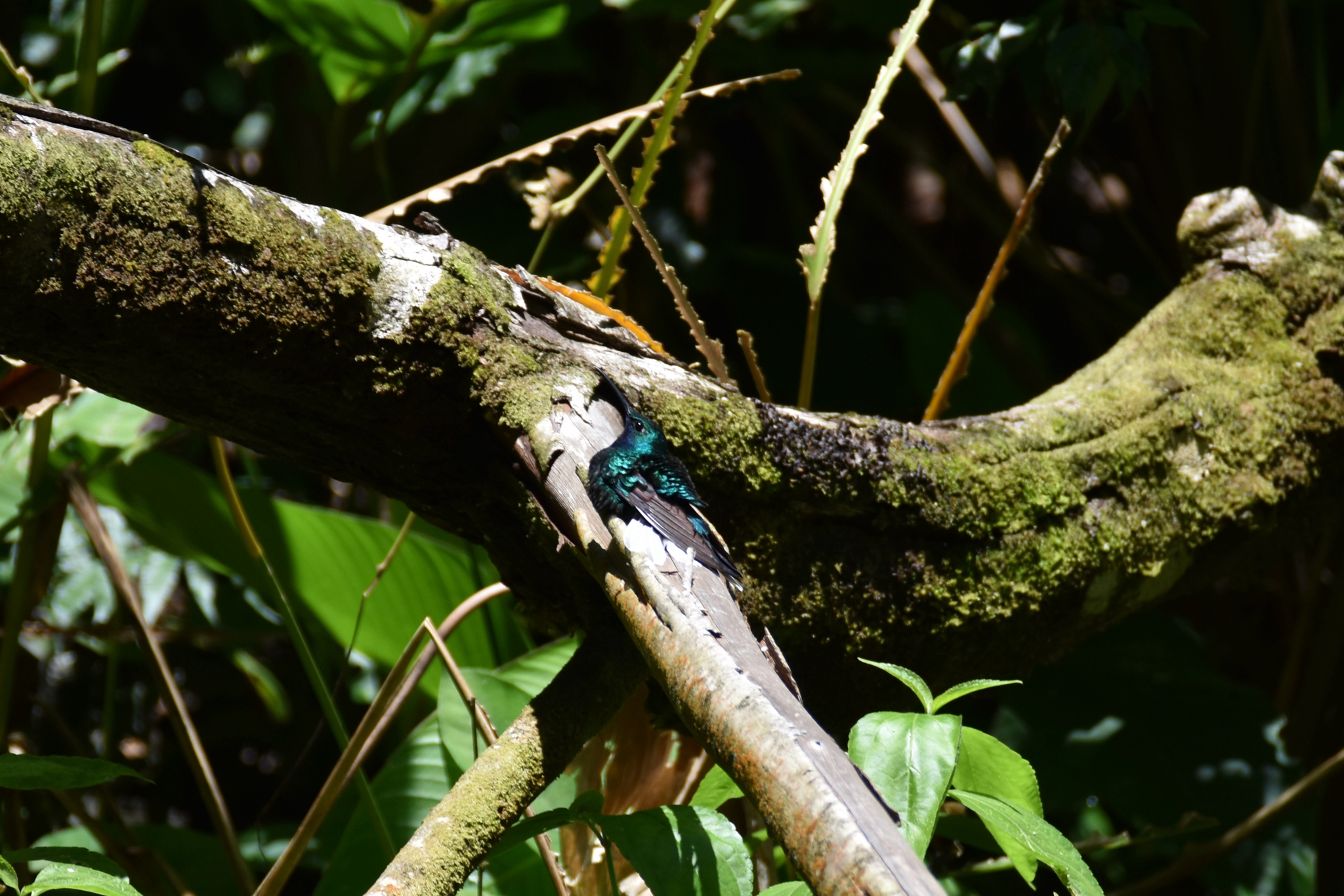 White-tailed Sabrewing (Campylopterus ensipennis), photo 10