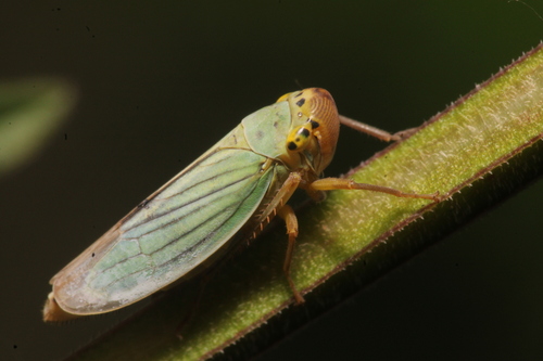 Green Leafhopper photo 3