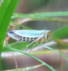 Cicadella