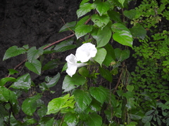 Ipomoea scopulorum