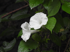 Ipomoea scopulorum