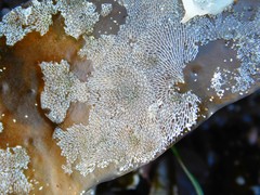 Membranipora membranacea