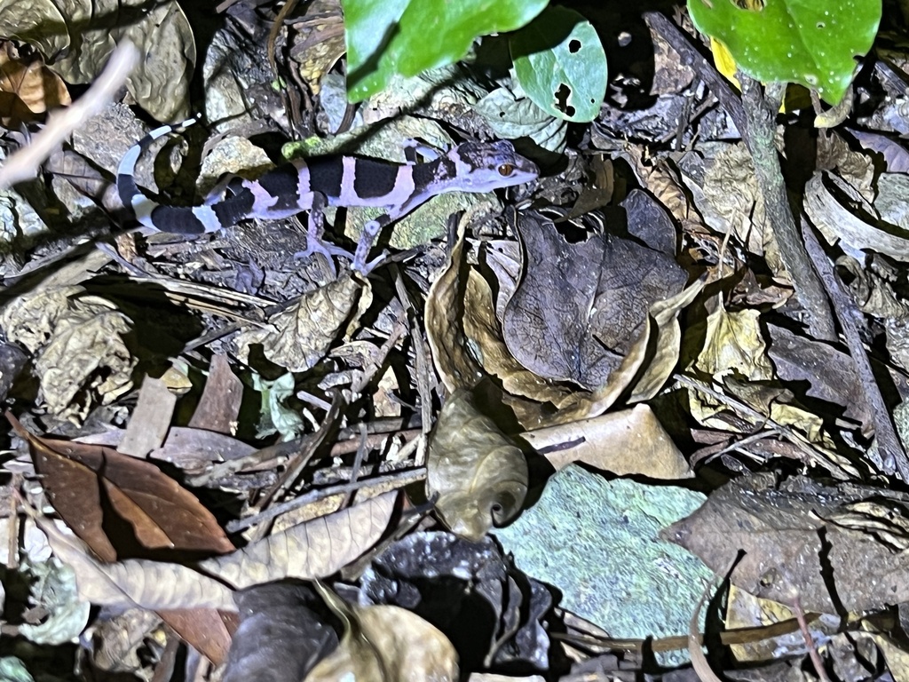 Toyama's Ground Gecko