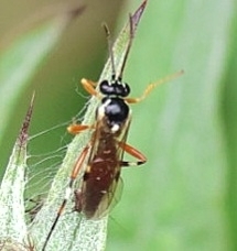 Diplazon tetragonus