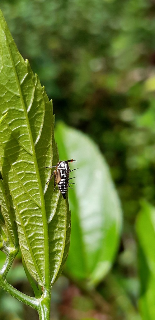 Calloconophora pugionata