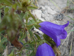 Campanula medium