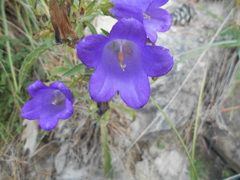 Campanula medium