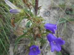 Campanula medium