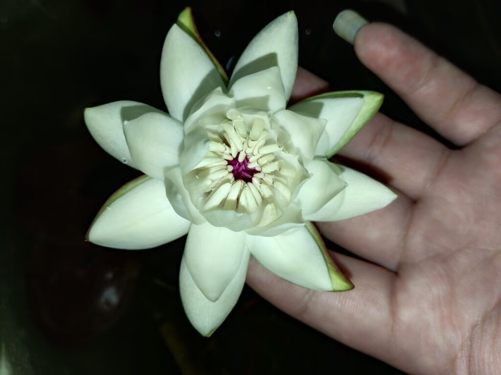Nymphaea novogranatensis
