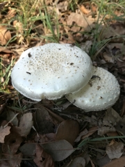 Amanita echinocephala